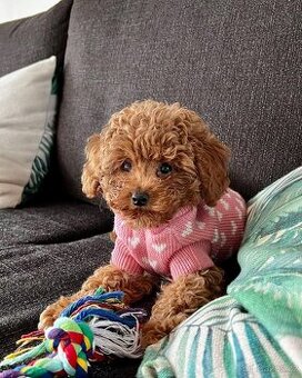 štěňata pudla k adopci