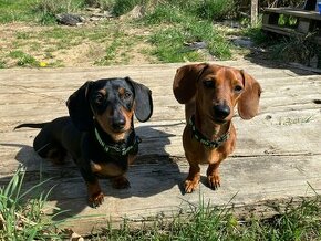 Jezevčík ke krytí