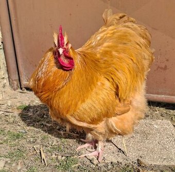 Kohout orpingtonky