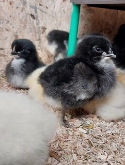 Kuřata Australka velká