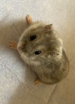 Křeček džungarský - na prodej