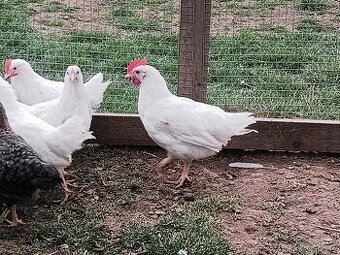 Kohout leghorn