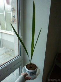 Datlová palma - pokojové rostliny