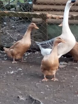 Kachny Orpington