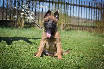 Belgický ovčák - malinois - Cinzano Axarzen