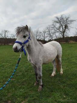 Welsh part bred pony wpb