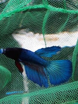 Bojovnice Betta