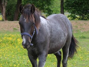 APH black roan po PG Gunpowder