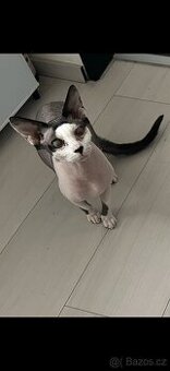 Daruji Sphynxe