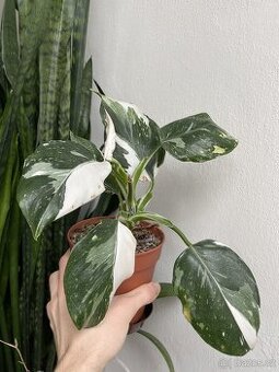 Filodendron - panašovaný č. 2