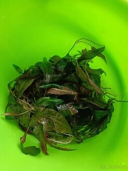 Daruji cryptocoryny