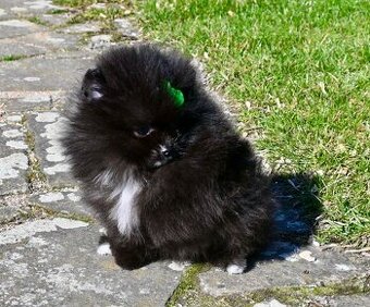 Pomeranian s PP