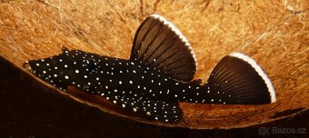 Ancistrus sp. L 181 (L213) - 1