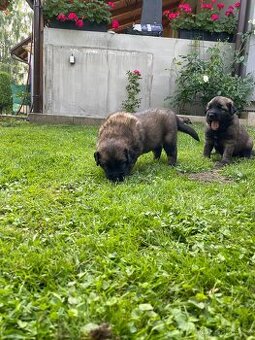 Leonberger štěňátka