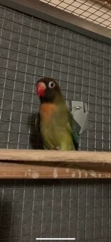 Agapornis hnědohlavý - 1