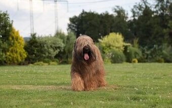 Briard s PP