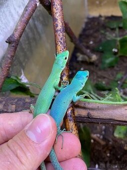 Gastropholis Prasina