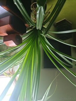 Pokojová květina Pandán