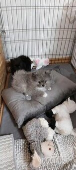 Pomeranian štěňátka s PP - pejsci