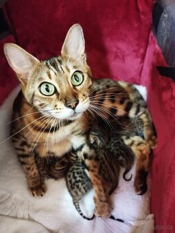 Bengálská kočka - kotě