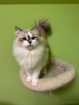 Něvska maškaráda s PP