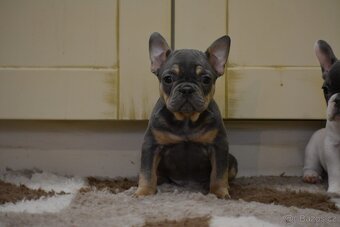 Francouzský buldoček