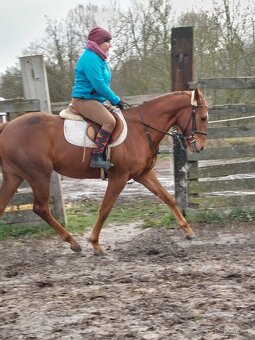 Klisna 3 letá, s RTG nohou a zad