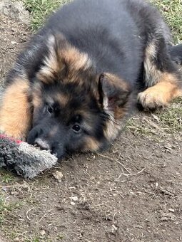 Německý ovčák- štěně fenka s PP