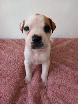 Stafordšírský bulteriér