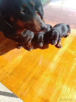 Jezevčík trpasličí