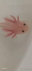 Axolotl mexický (vodní dráček) - leucistic