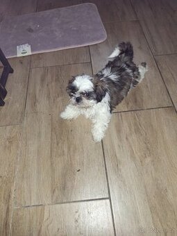 Shih - Tzu