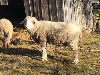 Nová cena - Beran a ovce Merinolandschaf - spěchá