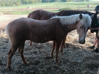 American paint horse
