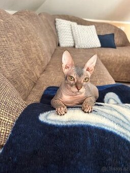 Don Sphynx PP - 1