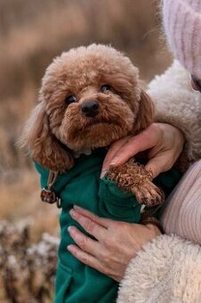 Toy pudlik