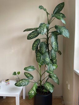 Dieffenbachie/Dieffenbachia (210cm) - 1