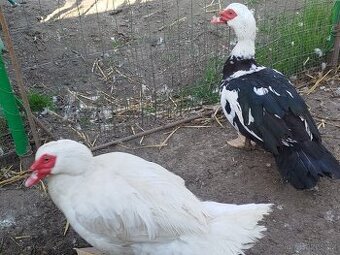 Činky/pižmovky