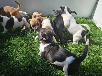 Jack Russel teriér
