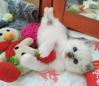 Ragdoll koťátka