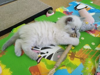 Ragdoll koťátka