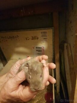 Prodáme cuy morčátka