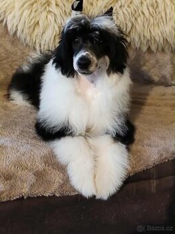 Čínský chocholatý pes s PP