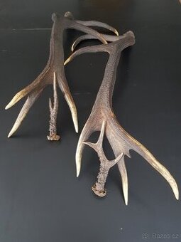 Jelení a srnčí paroží