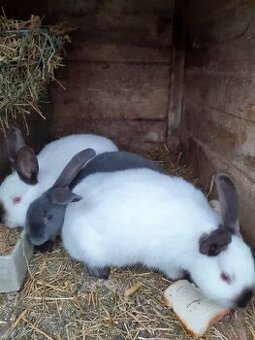 Kalifornský králík