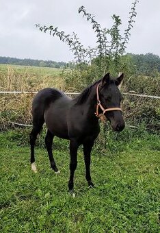 Pony, WPBR, HŘÍBĚ