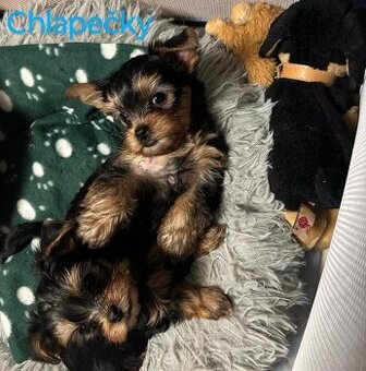 Jorkšírský teriér