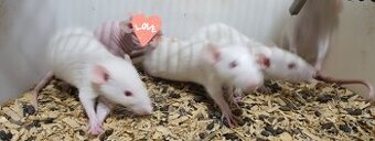 Dumbo bílí potkani