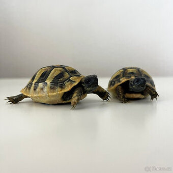 Želva zelenavá mláďata - 1