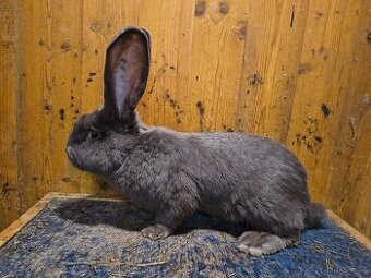 Belgický obr modrý